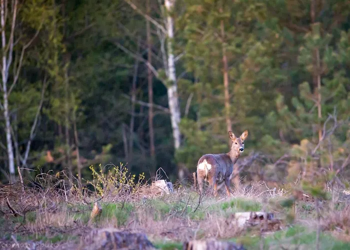 Kaszubska Odskocznia Ostoja Bukowo Borowy Mlyn